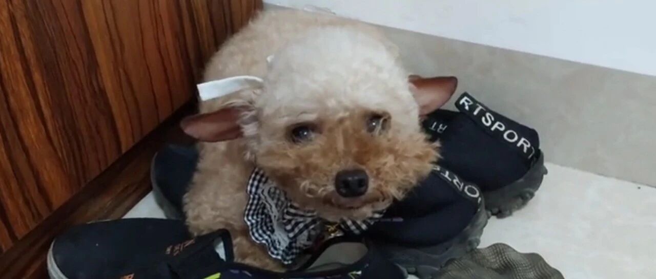 小泰迪总是喜欢趴在一堆臭鞋子里睡觉，有同款得狗狗吗