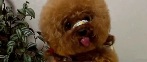 泰迪吃肉干的模样认真又可爱，看馋了