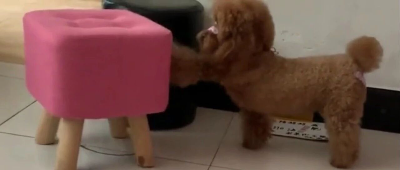 主人不让泰迪出去玩，结果又生气，满桌零食都哄不好