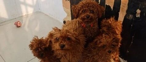 五只泰迪年后第一次洗澡，身上太脏了，冲洗完秒变小可爱！