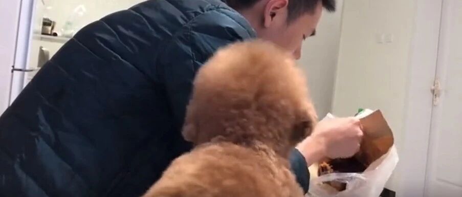 主人吃红薯，小泰迪在一旁急的，快逗死了!那无处安放的小手哈哈哈