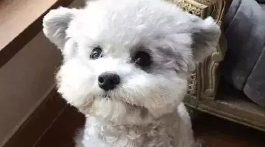 “奶奶灰”色的小贵宾，这配色可以说是很高级了！