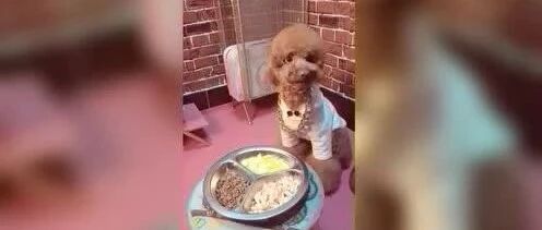 泰迪吃饭前耍了个帅，开动之后竟然忘了自己腿还挂在墙上了。。。