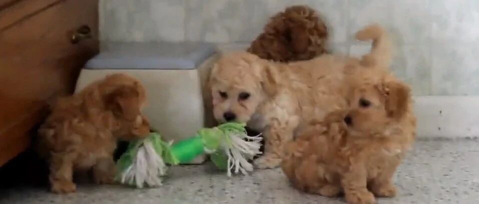 一群呆萌呆萌的小泰迪，果然是小时候最萌了