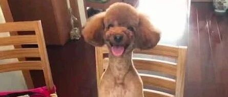 小泰迪教你真正的吃货到底是如何养成的！