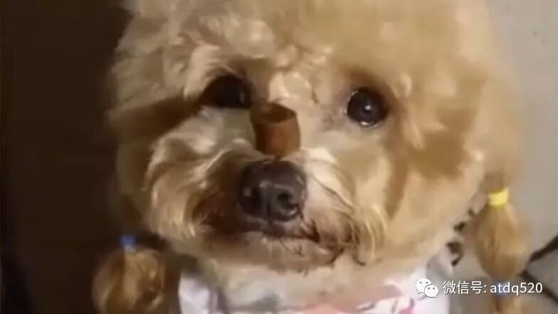 聪明的泰迪最惹人爱！