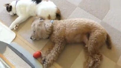 泰迪从小和猫咪一起长大，所以它觉得自己是一只猫…