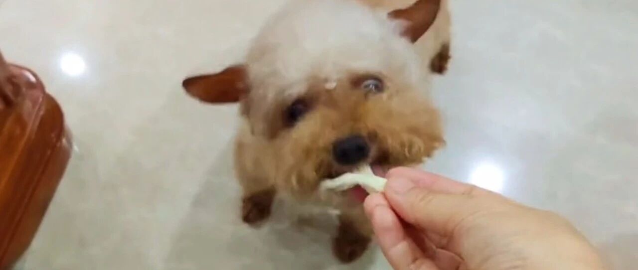 铲屎官给小泰迪做了超级简单又营养的零食，小泰迪开心极了