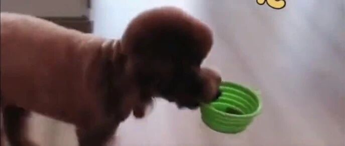 主人让泰迪把剩下的狗粮吃了，没想到它居然丢到了垃圾桶