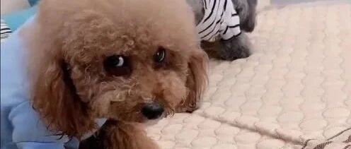 泰迪带着弟弟跑去厨房偷吃了，没想到被弟弟给出卖了