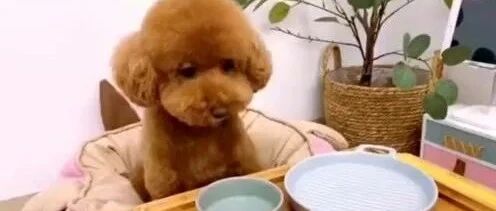 看了这只泰迪，才知道什么叫豪华午餐，请问也能接待我吗？