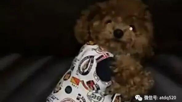 泰迪一说洗澡就怕得脚直抖，你是有多怕啊？最后主人都不忍心了！