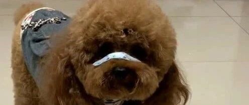 主人和泰迪玩游戏，结果玩急眼了，太逗了