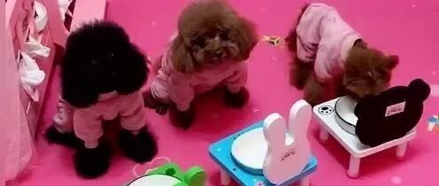 换好衣服不睡觉，泰迪们到底在等什么呢？