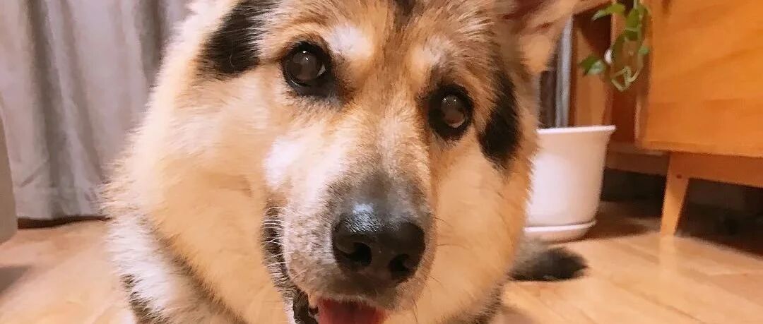 哈士奇和德牧的混血长什么样？主人们分享了一波家里的狗子，笑喷了！