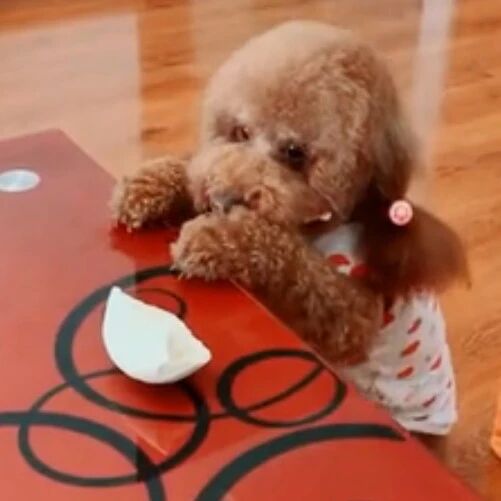 泰迪妞妞太懂事了，把自己的肉干给主人吃，自己吃起了馒头