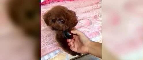 泰迪：主人好坏，拿黑鸡蛋骗我，不和你玩了！