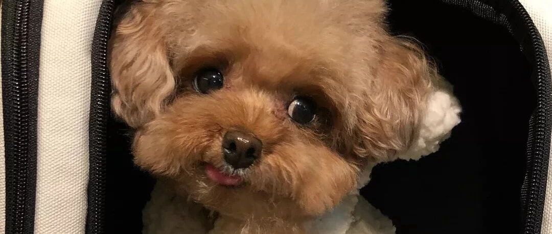 又萌又乖的泰迪，谁不喜欢？