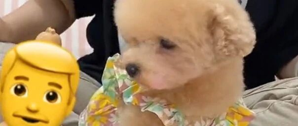 当俩铲屎官吵架后的迷惑行为。。。