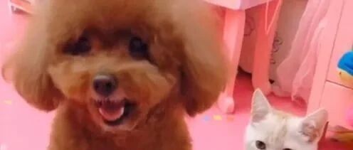 泰迪：铲屎的考归考，出的这题你自己会做吗？