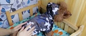 主人给泰迪买了新衣服试穿，泰迪：男模不好当！