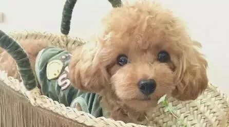 漂亮的泰迪写真，美翻啦~