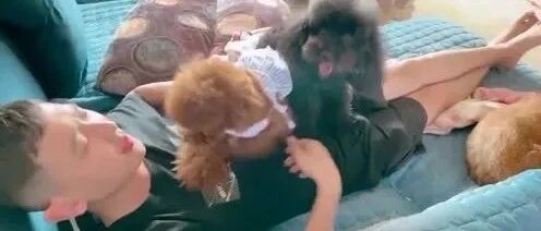 小泰迪争宠，耙耙都压不住小泰迪那嫉妒的心！