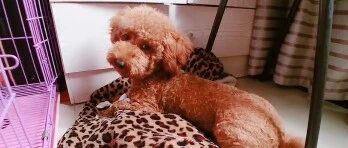 泰迪拆家撕纸被铲屎官当场抓住，机智的泰迪接下来会如何应对？