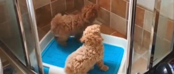 小泰迪还不到两个月就这么能折腾，长大了会不会拆家啊