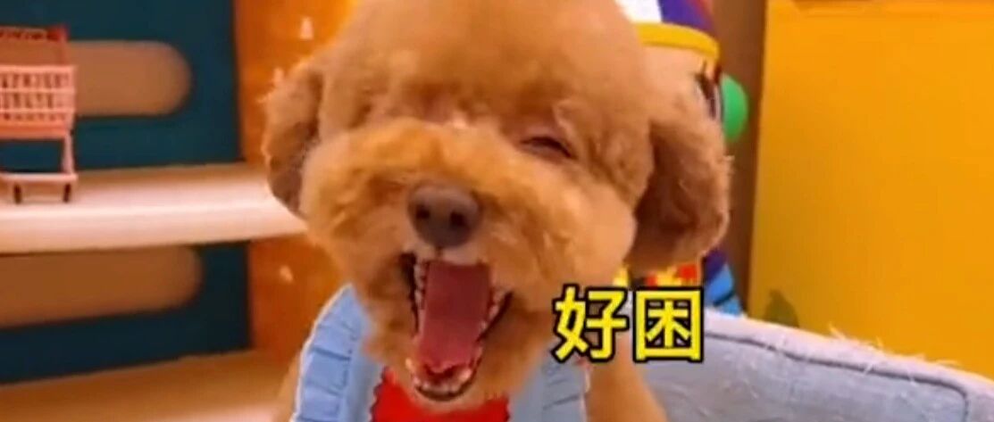 泰迪睡觉前的准备，还真想不到。。。