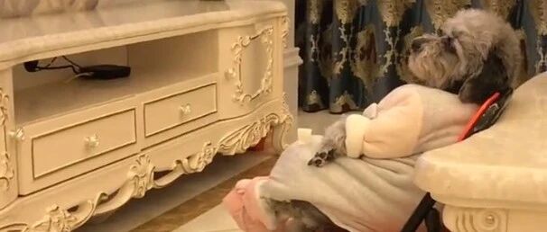 一只凭实力出去玩的泰迪，快送去上学吧