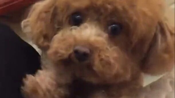 泰迪让麻麻生气后求原谅，好委屈的样子