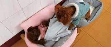 好淘气的小泰迪，自己不爱睡午觉，还不让同伴睡