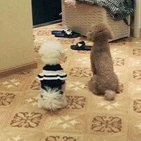 泰迪是怎么知道，你下班快到家的？