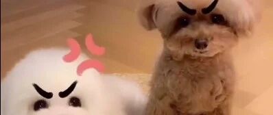 如果泰迪长了眉毛，会是什么样子？