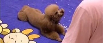 泰迪犯错被主人训斥，犟嘴耍赖不过，最后连忙求饶，太搞笑了