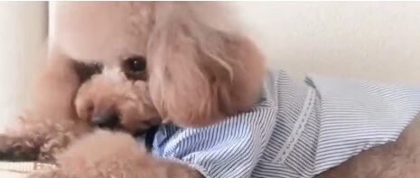 泰迪等主人等哭了，还给主人演示它是怎么哭的，这智商逆天了