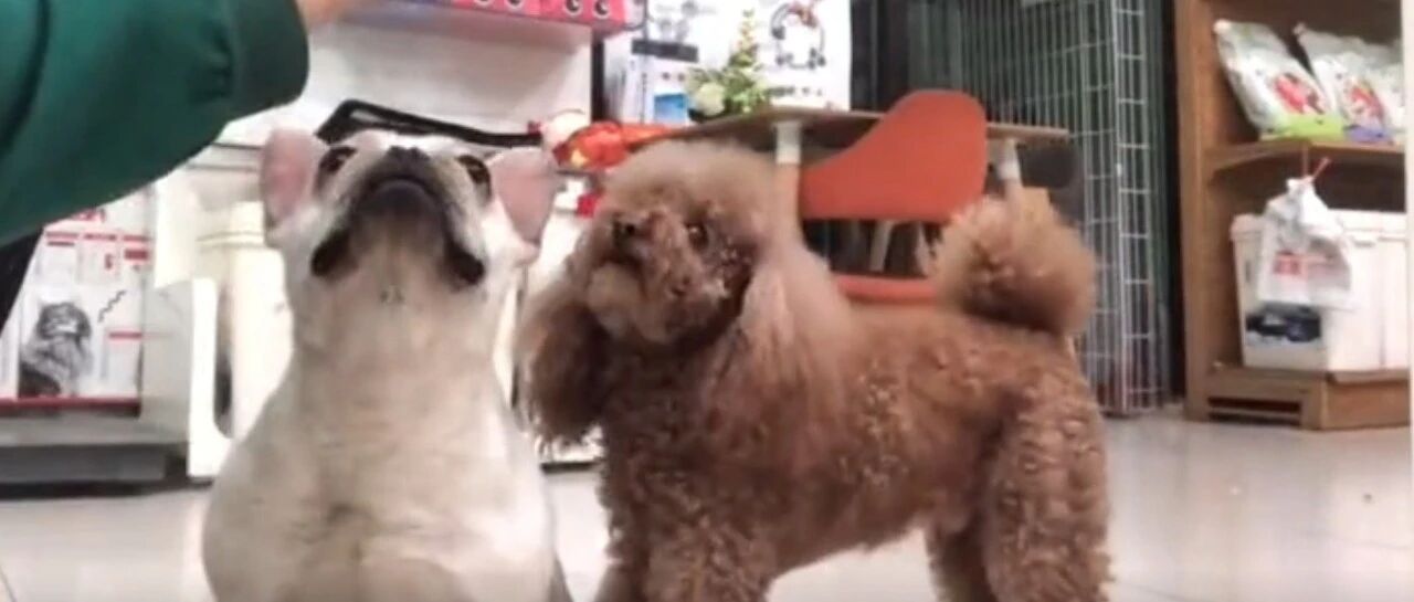 千万不要骗狗狗，狗子生气了啥事都能做出来！