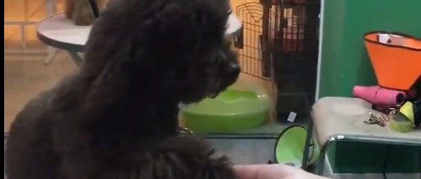 这也太真实了吧，泰迪在美容店超乖巧，可主人一来就瞬间翻脸