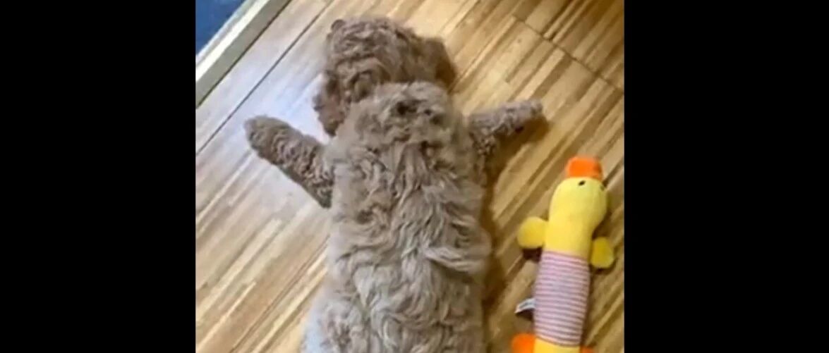 小泰迪这是啥睡姿啊？也太好玩了吧