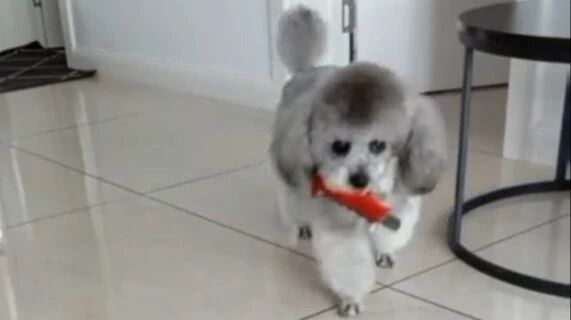 小泰迪太聪明！主人的小助手！