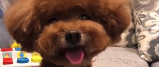 主人不让泰迪笑，泰迪生气了，宝宝做不到，宝宝就是要笑！