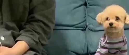 主人一直盯着泰迪看，狗狗会有什么反应