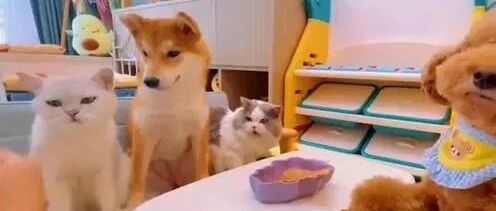 泰迪开课教小伙伴们握手，开小差的要留堂！