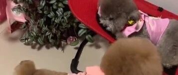 泰迪让主人关空调，还给妹妹拿来了毯子，太可爱了