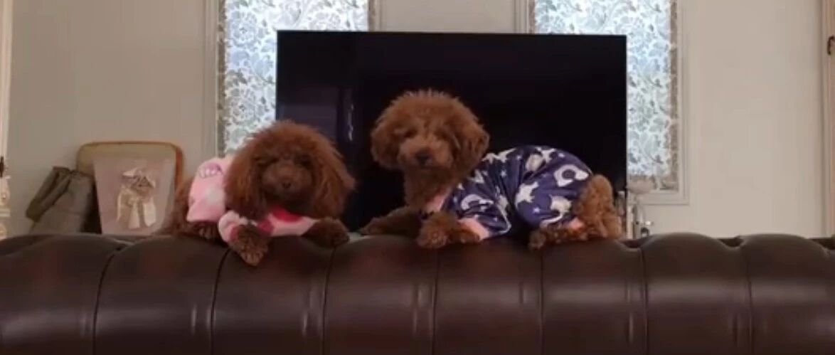 泰迪的欢乐日常，这么可爱的小泰迪！