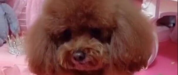 泰迪从宠物店回来就告状，心疼小宝贝一秒钟，都饿瘦了