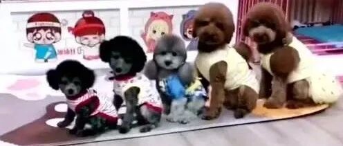 泰迪抢床位睡觉觉，抢到的就有大棒棒糖吃，画面笑喷