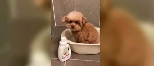 别人家乖乖洗澡、烘干的小泰迪