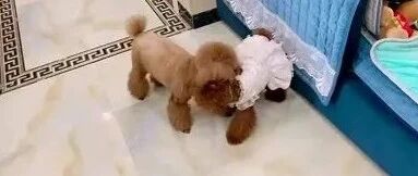 小泰迪今天有点嚣张啊，竟然和姐姐打了起来！